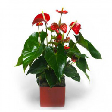 Anthurium Pot Plant
