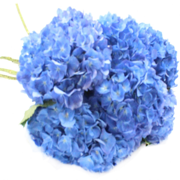 Hydrangea