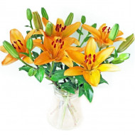 Orange Lilies