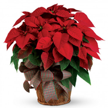 Christmas Poinsettia 